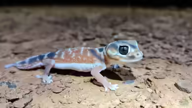 Nephrurus levis im Terrarium halten