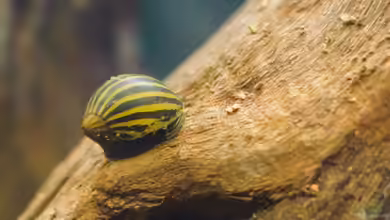 Neritina natalensis: Zebra Rennschnecke im Aquarium