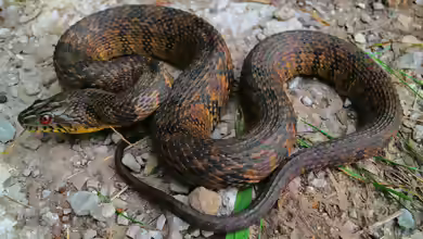 Nerodia rhombifer im Terrarium halten