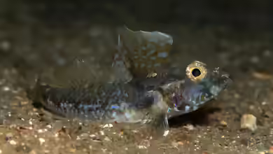 Nesogobius pulchellus im Aquarium halten