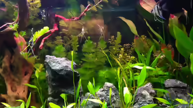Neu In der Aquaristik, Tipps und Tricks gesucht:)