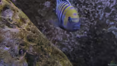 neue Malawipfütze von Hörnchen