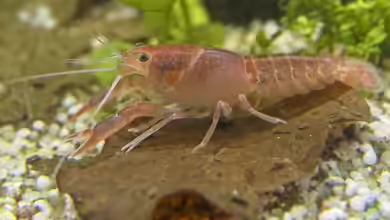 Neue Pflanzen und Tiere in der EU als invasiv eingestuft und verboten seit dem 07.08.2025