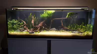 Neueinrichtung "Mikrogeophagus altispinosus" von frutolino