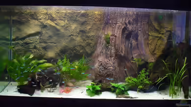 Neueinrichtung nach Umzug von Randsteinwetzer