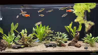 Neuguinea von herkla