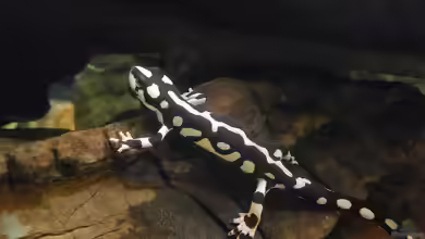 Neurergus crocatus im Terrarium halten