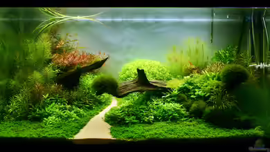 Never-Never Land von Tim