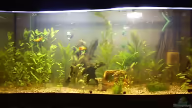 New World Gesellschaftsbecken von Guppyfan