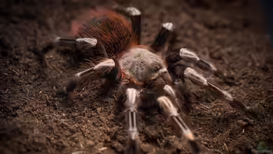 Nhandu chromatus im Terrarium halten