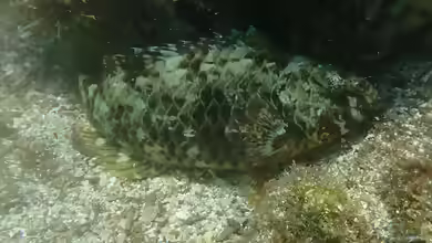 Nicholsina denticulata im Aquarium halten