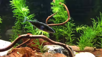Nicht nur für den Gartenteich: Auch im Aquarium sind Stichlinge faszinierende Bewohner