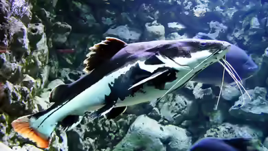 Nichts für ängstliche....Der Phracthocephalus hemioliupterus