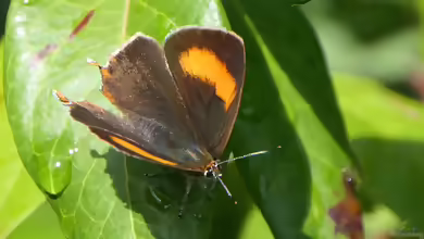Nierenfleck-Zipfelfalter: Thecla betulae im Garten