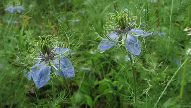 Nigella arvensis im Garten pflanzen