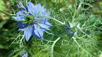 Nigella sativa am Gartenteich