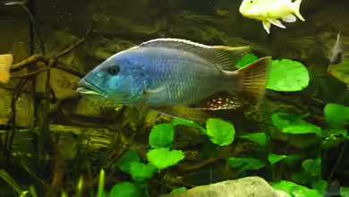 Nimbochromis fuscotaeniatus im Aquarium halten
