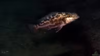 Nimbochromis linni im Aquarium halten