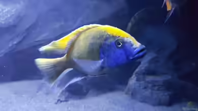 Nimbochromis venustus: Klein und süß gekauft, später Dominator des Aquariums