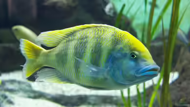 Nimbochromis venustus im Aquarium halten