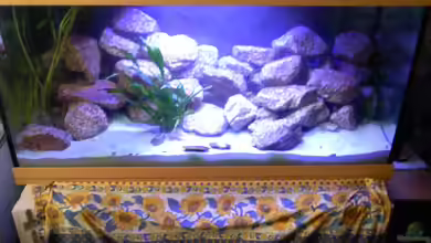 Nkatha Bay von Shart