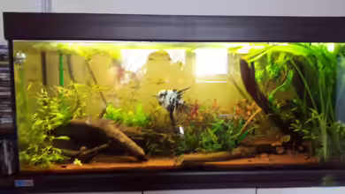 Noch Südamerika von AustroTom