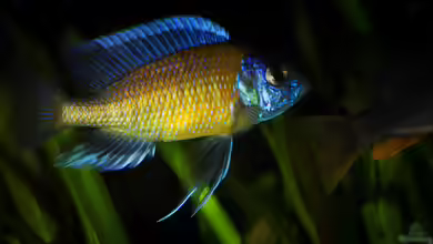 Non-Mbuna im Malawisee-Aquarium: Farbenprächtige Cichliden mit Anspruch