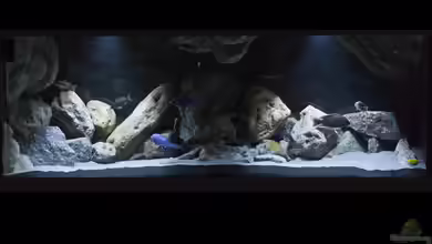 Non-Mbuna Malawi 576 Liter von aqmdf