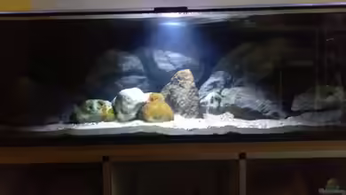 NonMbuna by Tobi von TK