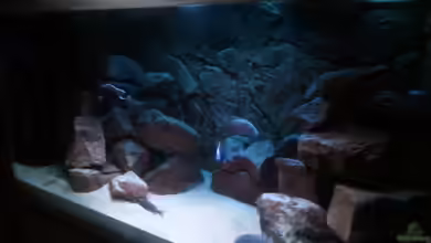 NonMbuna-Lake von Sascha Riebke