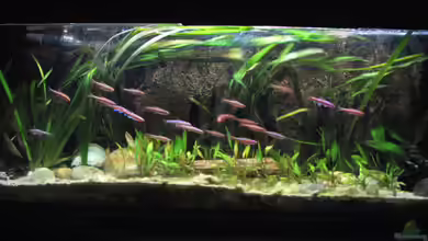Nordamerikaaquarium: Faszinierende Aquariengestaltung mit Fischen, Pflanzen und Lebensräumen aus Nordamerika