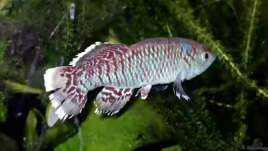 Nothobranchius eggersi im Aquarium halten