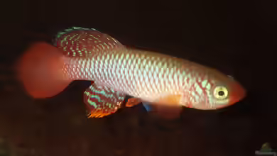 Nothobranchius flammicomantis im Aquarium halten
