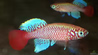 Nothobranchius kilomberoensis im Aquarium halten