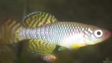 Nothobranchius korthausae im Aquarium halten