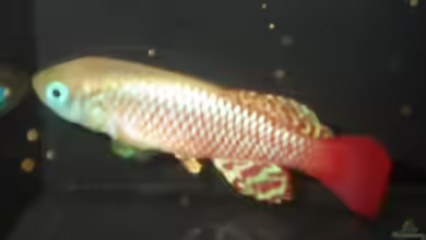 Nothobranchius palmqvisti im Aquarium halten