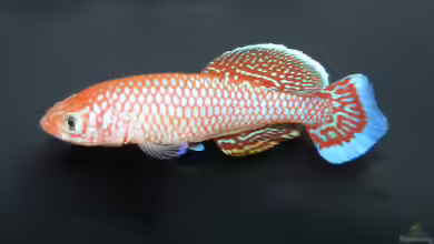 Nothobranchius polli im Aquarium halten