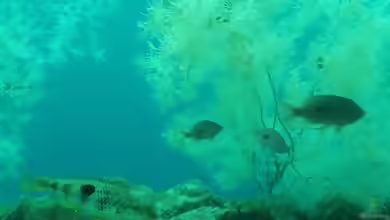 Notolabrus celidotus im Aquarium halten