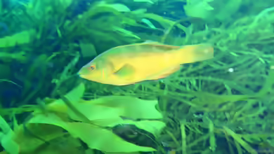 Notolabrus fucicola im Aquarium halten