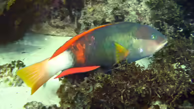 Notolabrus gymnogenis im Aquarium halten
