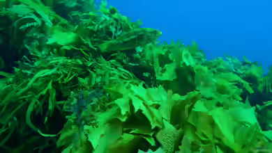Notolabrus parilus im Aquarium halten
