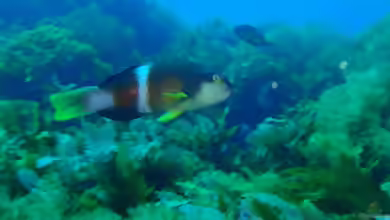 Notolabrus tetricus im Aquarium halten