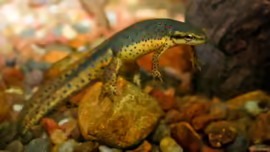Notophthalmus viridescens im Terrarium halten
