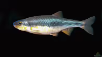 Notropis lutipinnis im Aquarium halten