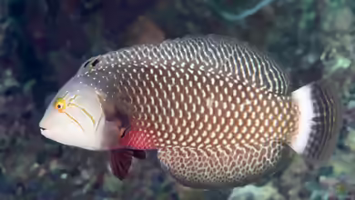 Novaculichthys taeniourus im Aquarium halten