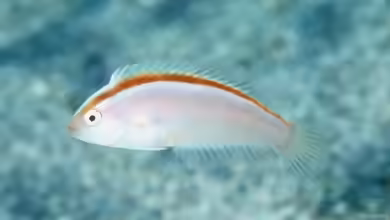 Novaculops halsteadi im Aquarium halten