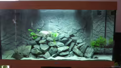 Nürnberg-Malawi von Vfb69