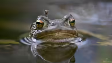 Nützlinge im Teich: Muscheln, Schnecken, Käfer und Co.