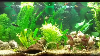 Nummer 5 lebt! von cypher2020