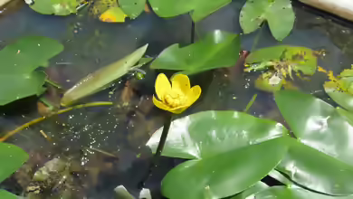Nuphar japonica im Gartenteich pflegen